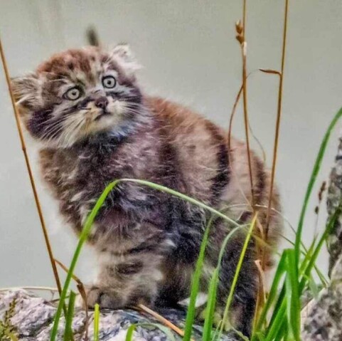 A pallaskitten is 2 months old 