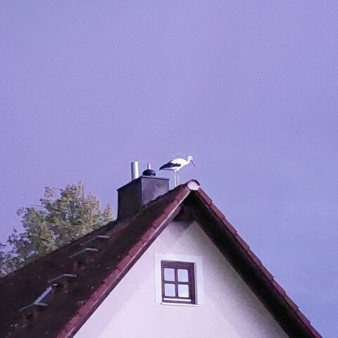Ein Storch steht auf dem Dachfirst eines Einfamilienhauses.