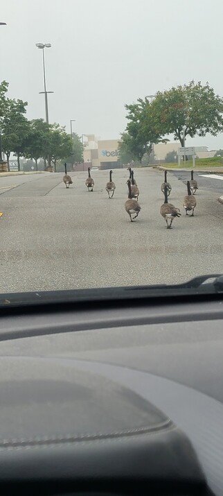 Slow geese in the road