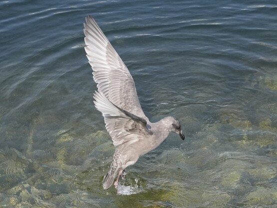 An immature Glaucous-winged Gull lifting off from the water surface