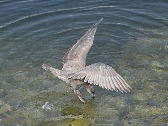 An immature Glaucous-winged Gull still in the air and wings spread, piercing the water surface with its bill