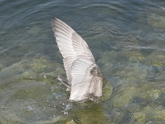 An immature Glaucous-winged Gull half underwater with its butt in the air, and wings still spread above water