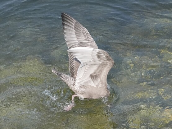 An immature Glaucous-winged Gull half underwater with its butt in the air, and wings still spread above water