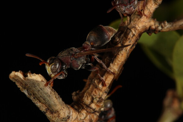 Side photo of a brown wasp with a yellow face and large eyes, standing on a stick.