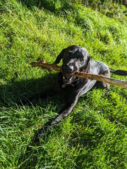 Dog