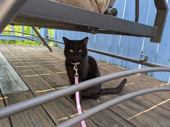 Morty attempting to enjoy the outdoors lol