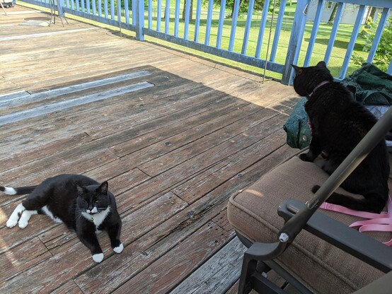 Gomez unamused with Morty lol