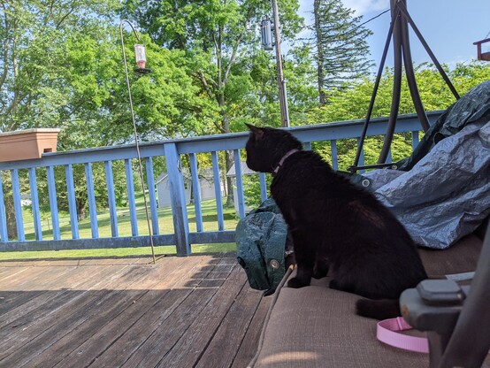 Morty spots a birb!