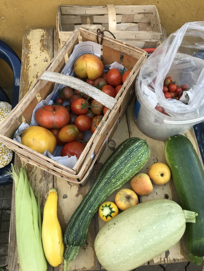 Einige große Zucchini verschiedener Sorten und Tomaten im Spankorb auf dem Gartentisch