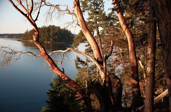 Partial view of several madrone trees  on Orcas Island, Washington. Taken near dusk on the west side of the island. The madrones are weathered and reddish brown. The Pacific Ocean and other islands can be seen in the background. The sea and sky are calm and deep blue.