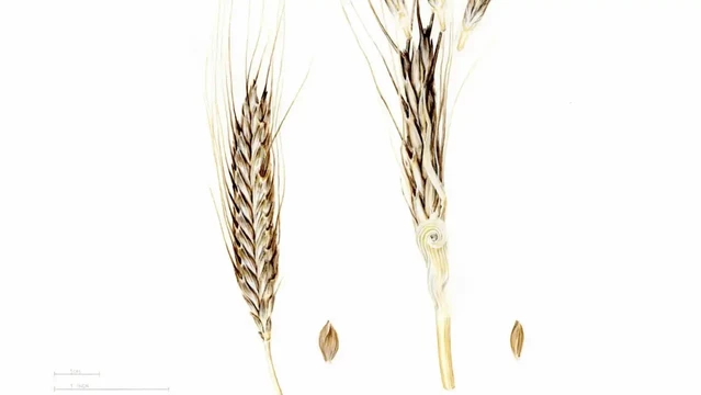 Image: Painting of Triticum monococcum showing the domesticated (left) and wild (right) einkorn wheat spikes. 70x50cm, watercolor on paper. Credit: 2023 Robyn Palescandolo for KAUST’s Center for Desert Agriculture.