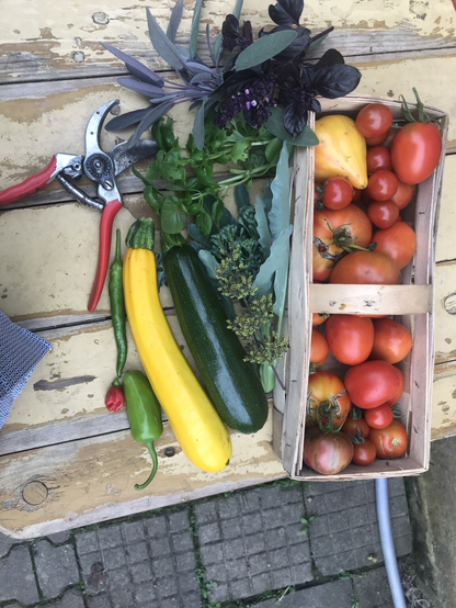 Tomaten im Spankorb, Zucchini und Kräuter auf dem Gartentisch