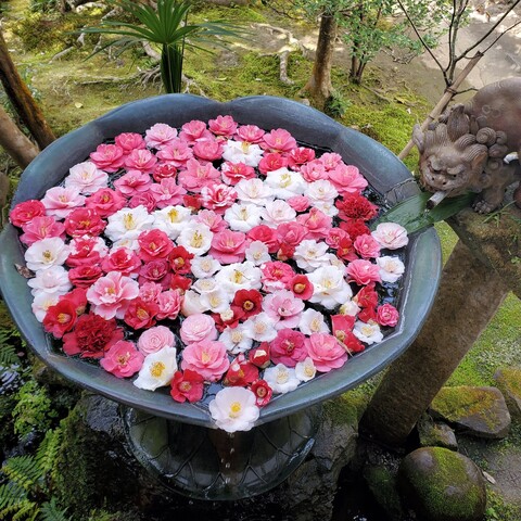 Winter flower basin at Reikan-ji, a temple famed for its camellia.