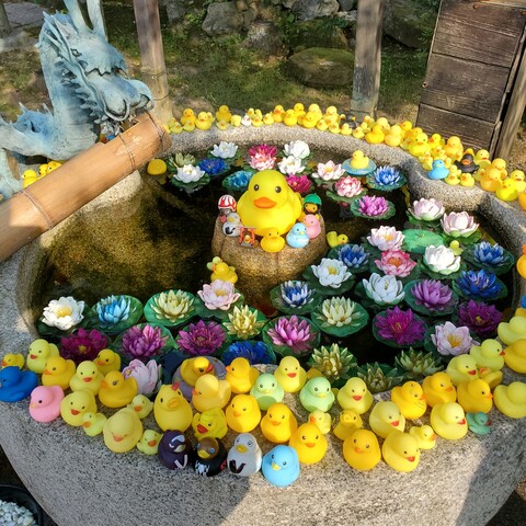 Flower basin, with a small army of rubber ducks, at Awata-jinja.