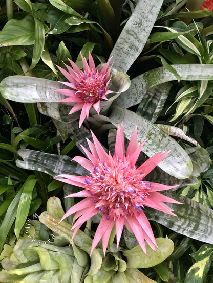 Two bright pink bromeliad blooms surrounded by foliage plants on a living wall filled with other bromeliads, ferns and foliage plants.