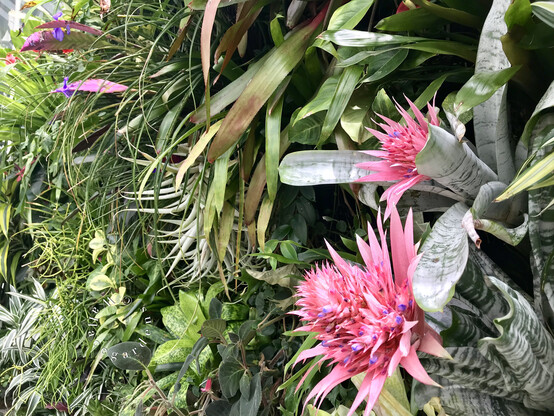 A horizontal view of the living wall, dripping with dark green and variegated foliage plants, air plants, and bromeliads. There are two pink bromeliad blooms to the right.