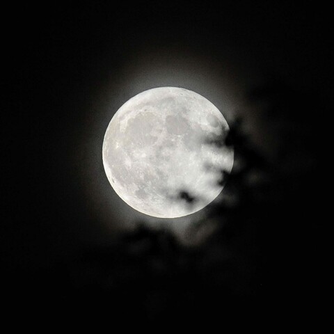 A full moon partially obscured by trees