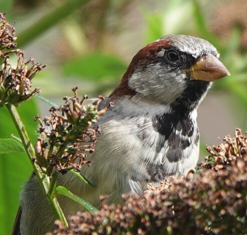 Mannetje huismus in de uitgebloeide vlinderstruik