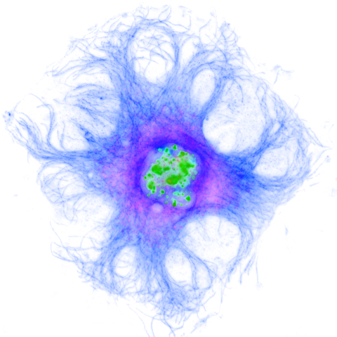 An confocal microscope image of a single mouse fibroblast cell, false coloured.