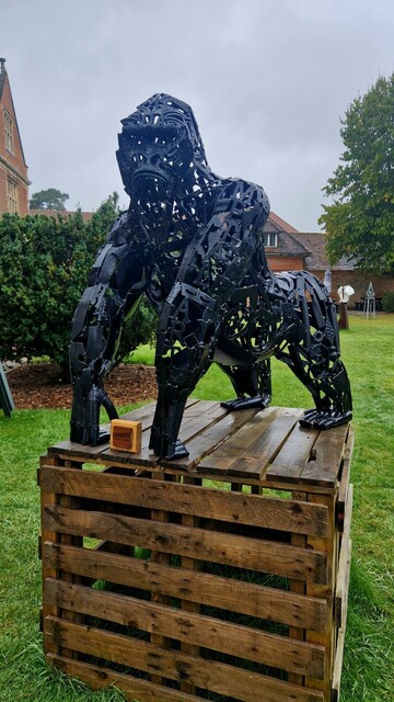Gorilla stature