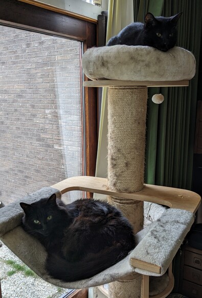 Two black cats in a cat tree 
