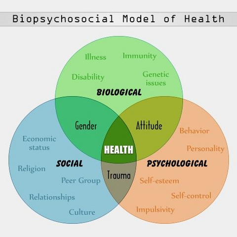 https://www.pinterest.com/pin/biopsychosocial-model--808185095613616796/