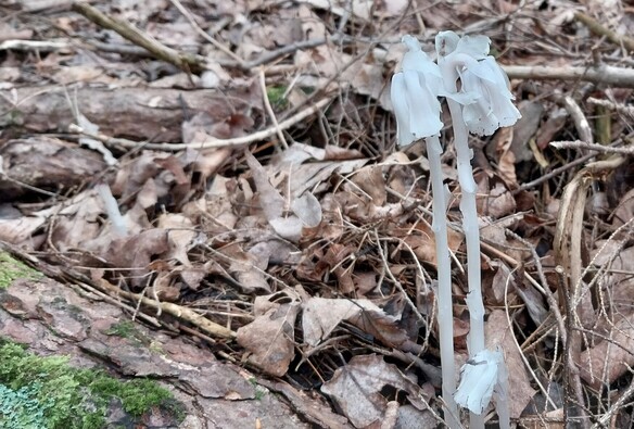 Three part tall white bloom with delicate bell shaped top. In the middle of lots leaf litter