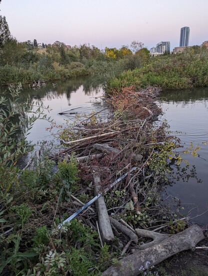 Beaver dam between two ponds of water in the evening. A hockey stick with a broken paddle sits among the branches of the dam. A beaver swims through the still water next to the dam.