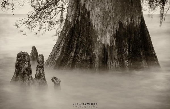 The waters of Lake Maurepas wash around a cypress tree. 
