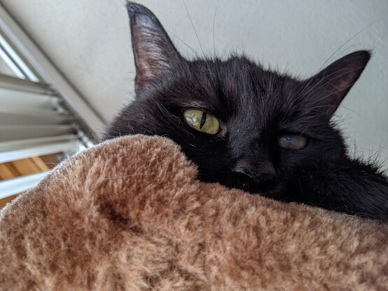 Morticia aka Morty a black kitty cat trying to nap on her cat tree. 