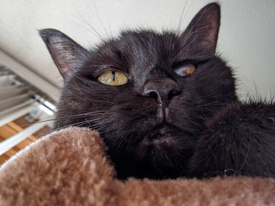 Morticia aka Morty a black kitty cat trying to nap on her cat tree. 