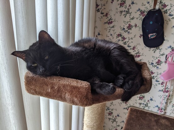 Morticia aka Morty a black kitty cat trying to nap on her cat tree. 