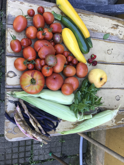 Verschiedene Tomatensorten, Zuckermais, Zucchini, Bohnen, Chile und Kräuter auf dem Gartentisch. 