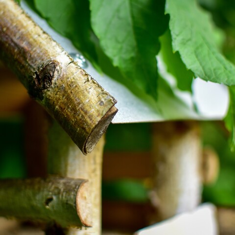Birchwood bird feeder and green leaves