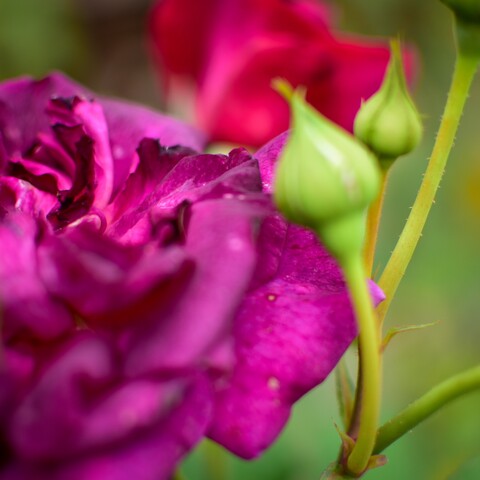 Red-magenta blossom of Munstead Wood English rose, with buds