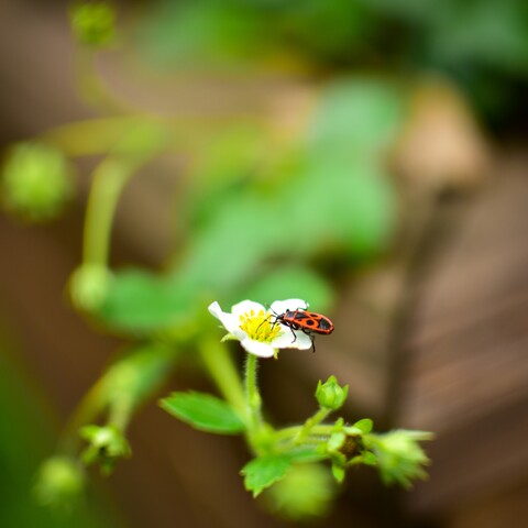 Red and black firebug on white strawberry blossom