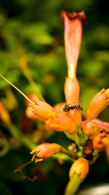 Wasp on orange trumpet creeper blossoms