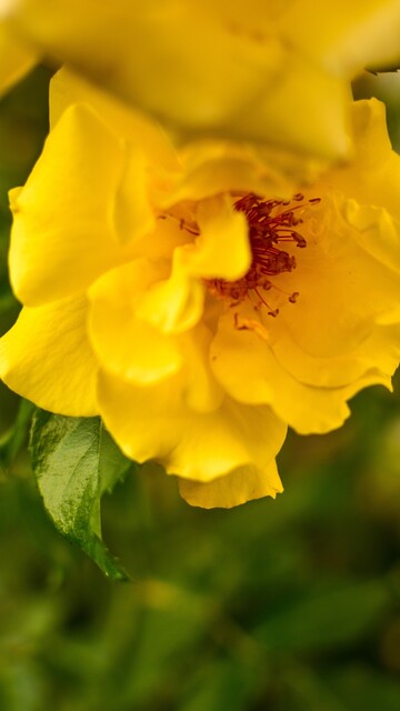Yellow Queen Elizabeth rose blossom with orange stamens