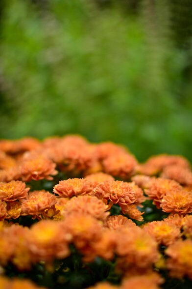 Orange filled margarita blooms against a green background 