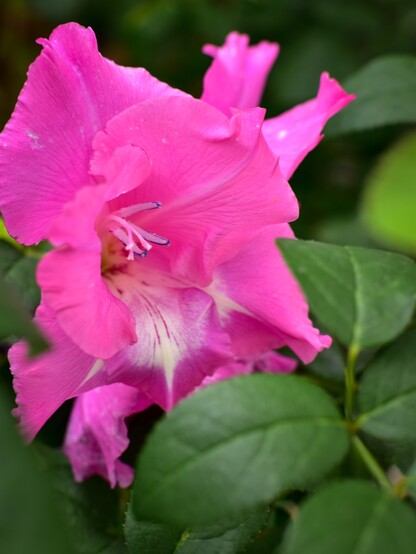 Magenta gladiolus blossom and green rose leaves