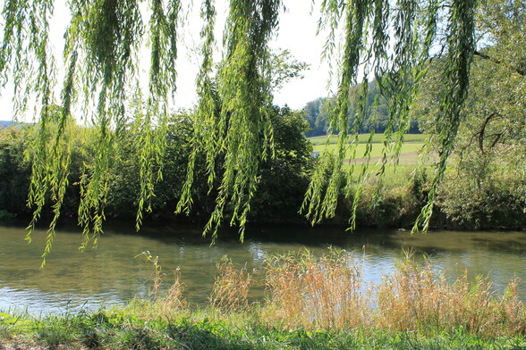 Willow branches hanging down with their leaves in front of me and swaying to the left in the moment I made click on my camera. The river Altmühl is in front of me, in the background the hills and farmland of rural Bavaria