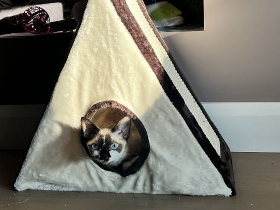 Adorable Devon Rex in a cat tent