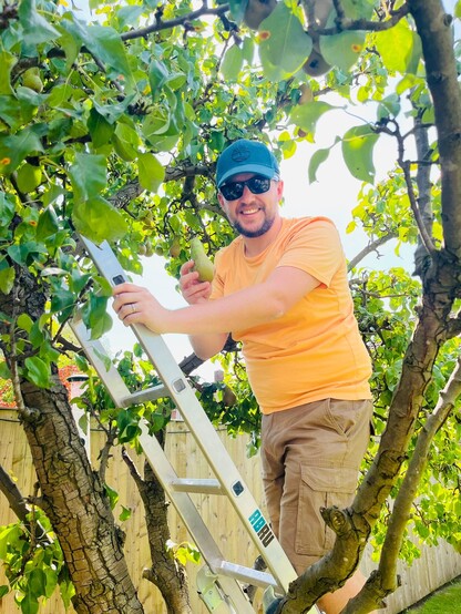 a man in a blue hat, orange T shirt and sunglasses stood on a ladder in a pear tree