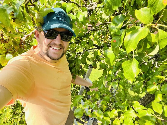 a man in a blue hat, orange T shirt and sunglasses stood on a ladder in a pear tree