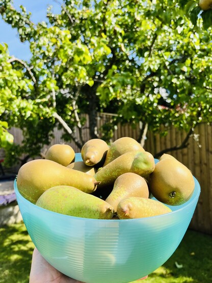 A bowl of picked pears held up in front of the pear tree
