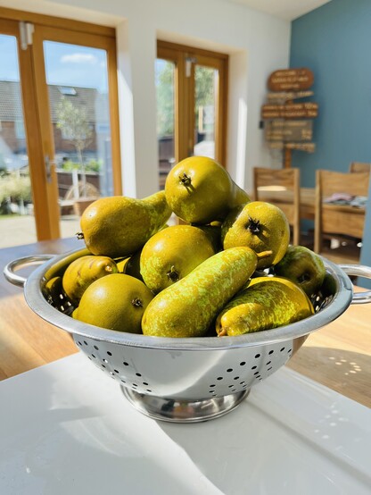 Washed pears in a colander drying in a kitchen