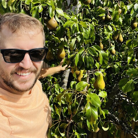 a man in an orange T shirt and sunglasses stood on a ladder in a pear tree