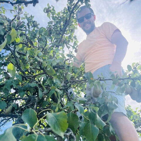 a man in an orange T shirt and sunglasses stood on a ladder in a pear tree
