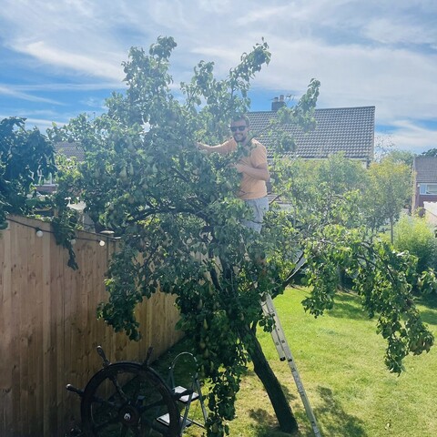 a man in an orange T shirt and sunglasses stood on a ladder in a pear tree