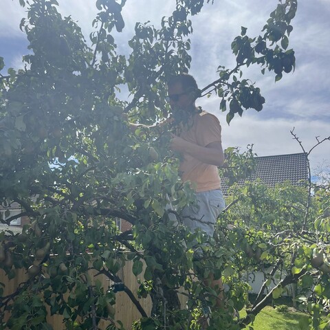 a man in an orange T shirt and sunglasses stood on a ladder in a pear tree